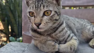 watch my cute baby kitten and cats having fun 🐈 Cat lover paradise 🐾🤩 #kitten #cat