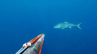 Spearfishing - Big Amberjack got away