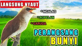 PERANGSANG BUNYI burung TRUCUKAN pancingan burung trucuk biar bunyi gacor