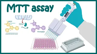 MTT assay | Cell Viability and Cytotoxicity determination using MTT assay