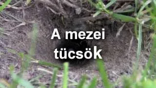 A mezei tücsök normál/lassitva,field-cricket normal/slow motion HD