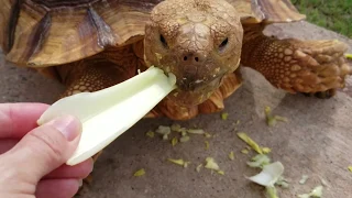 Funny Turtles Think They're Humans | Try Not to Laugh Challenge