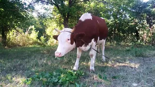 Корова языком  слизала. //Like a cow licking its tongue.//