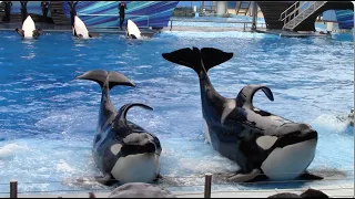 Orca Encounter (Full Show) at SeaWorld Orlando - January 17, 2021