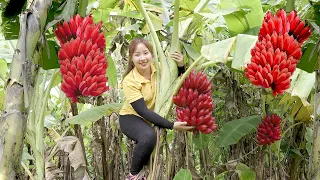 Harvesting Banana , Super Big White Eggplant to the market to sell  Lucia Daily Life