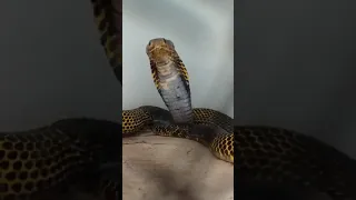 I'm sorry I'm late, I was catching a cobra (Samar, Visayan/South Philippines Cobra, Naja Samarensis)