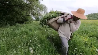 Nawóz i oprysk z pokrzywy - ekologiczny Jarek