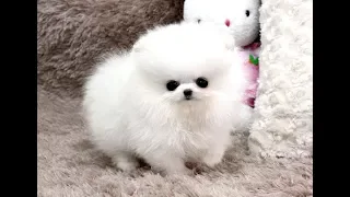 Cute Pomeranian Puppies Compilation Ever | The Cutest Dogs in The World