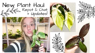 New Plant Haul + Repotting, Chatting, & some New Growth Updates!