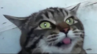 Funny cats  - Cats speak wonderful passages cats speak  - Reverse video