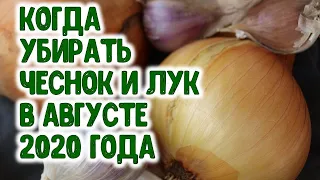 Когда собирать урожай чеснока и лука в августе 2020 года? Агрогороскоп на август 2020 года.