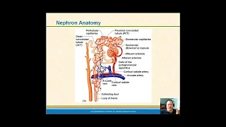 Renal 2