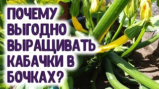 Почему этот способ выращивания кабачков мне больше всего нравится? Как их защитить от холода Лайфхак