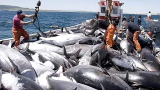 Net Fishing Tuna, Big Catch Giant Bluefin Tuna, Harvest and Tuna processing line in Factory