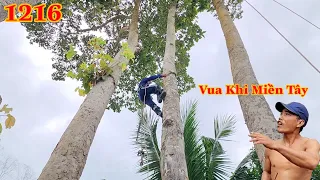 Full : Vua Khỉ Miền Tây đến An Giang cưa hạ gốc nhiều cây Dầu nằm trong nhà ? Cutting redwood