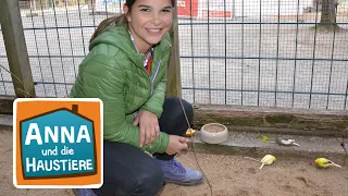 Kanarienvogel und Zebrafink | Information für Kinder| Anna und die Haustiere