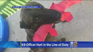 K-9 Officer Injured While Helping Bust 2 Burglary Suspects