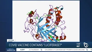 Fact or Fiction: COVID vaccine contains luciferase?