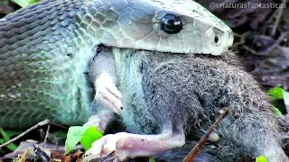 Mamba Negra - La Serpiente más Peligrosa y Venenosa de África