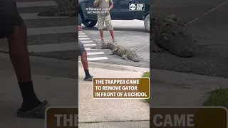 Watch as Florida trapper wrestles gator near Florida Elementary School #abcactionnews #florida #news