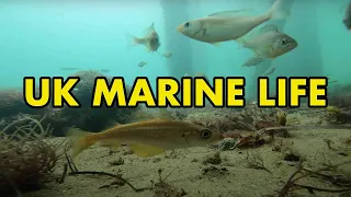 10 Mins + of UK Marine Life