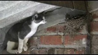 Kitten attacks swallows chicks in nest up close in HD part two