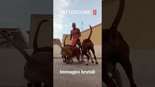 Uomo sbranato dai propri cani (immagini drammatiche) Dog Attack uman