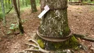 Cades Cove Pearl Harbor Tree