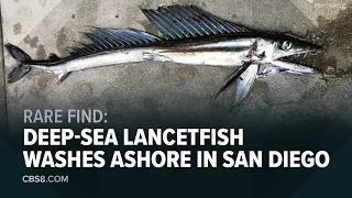 'Creepy-looking' lancetfish washes ashore in La Jolla