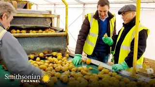 This Farm Helps Make 2 Million Potato Chip Packets A Day 🥔 Inside the Factory | Smithsonian Channel