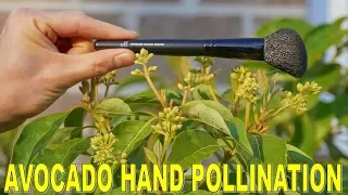 Avocado Won't Fruit? How To Pollinate An Avocado Tree For Self Fertility