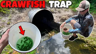 FISH TRAP Catches Massive Crawfish! (Hidden Tunnel)