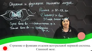 Строение и функции отделов центральной нервной системы. Спинной мозг. 7 класс.