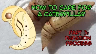 How to raise caterpillars  - Pupation process (part 3)