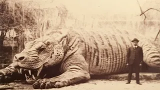 Últimas Fotos de Animais Extintos Gigantes