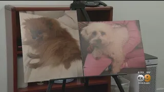Healthy Spot Pet Store Sued After Dog Dies While Getting Groomed