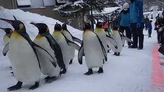 旭山動物園ペンギンの散歩（14:30）