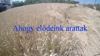 Ahogy elődeink arattak