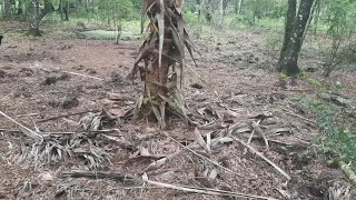 Palm Tree Ripped Apart in Green Swamp (Near Two Squatch Tracks!)