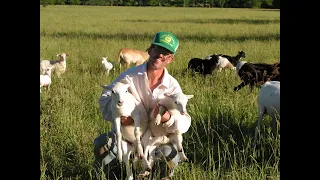 Greg loves sheep! Want something that improves the quality of your pasture? Sheep.