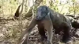 Komodo dragon eat the monkey 🐒