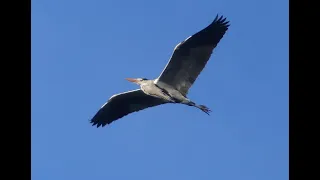 Chant du héron cendré / Song of the gray heron