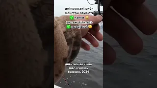 ✅ Дніпровські риби монстри🙀 ламають палки, рибалка на трофейну хижу рибу на Дніпрі, березень 2024 ✅