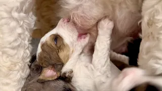 Persistent puppy tries to nurse