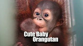 Cute Baby Orangutan  💕