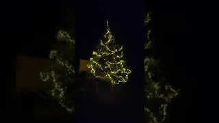 Dar schönste Tannenbaum Deutschlands