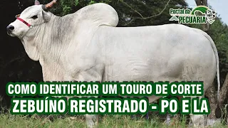 Como identificar um touro de corte Zebuíno registrado - PO e LA