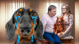 I'll Never Forgive You! Cute & funny dachshund dog video!