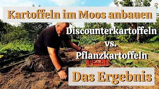 Discounterkartoffeln vs. Pflanzkartoffeln / Kartoffeln im Moos anbauen / Das überraschende Ergebnis