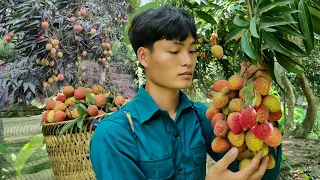 Harvest lychees and bring them to the market to sell, Forest life